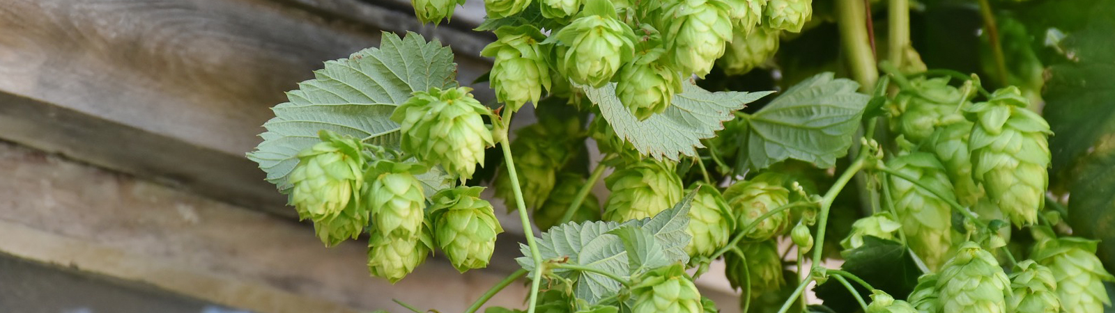 nelson-hops-harvest