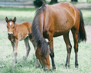 horse in pasture in Nelson County Virginia