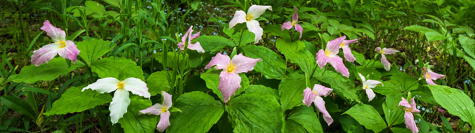 Trillium in bloom at Wintergreen